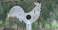kohout